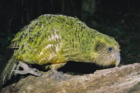 A kākāpō sits on a branch